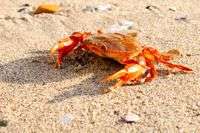 Research reveals exotic Henslow Crabs in North Sea