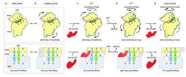 Scientists ratchet up understanding of cellular protein factory