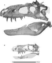 Scientists Discover New Species of Tyrannosaur