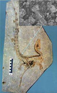The color of dinosaur feathers identified