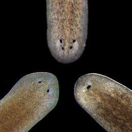 Body builders -- the worms that point the way to understanding tissue regeneration