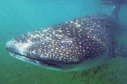 Whale sharks may produce many litters from one mating, paternity test shows