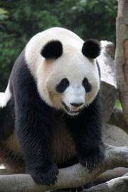 A 124-kg female giant panda