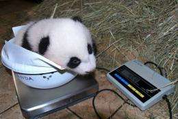 A baby panda