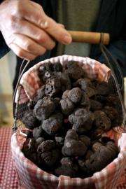 A basket of Perigord black truffles