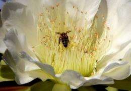 A bee (C) lands to collect pollen on the flower of a Cereus or Hedge Cactus in the coastal suburb of Cottesloe