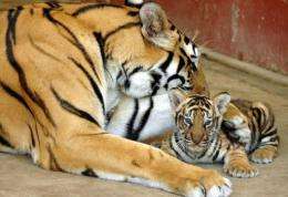 A Bengal tigress plays with its newly born cub in Myanmar's Yangon Zoological Gardens in 2005