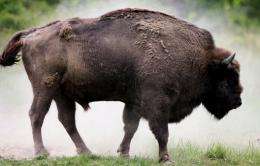 A bison shakes off dust
