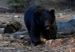 A black bear scavenges for food