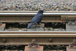 A blackbird forages for food on railway tracks