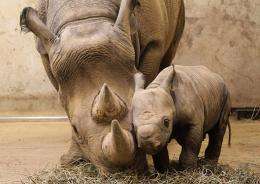 A black rhinoceros calf and its mother Kati Rain