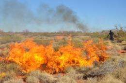 Aboriginal hunting and burning increase Australia's desert biodiversity, researchers find