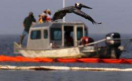 A brown pelican flies past a US Wildlife and Fisheries boat monitoring them at their island in Barataria Bay, Louisiana