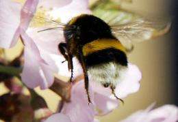 A bumblebee collecting pollen
