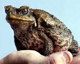 A cane toad sitting on a keeper's hand at a zoo