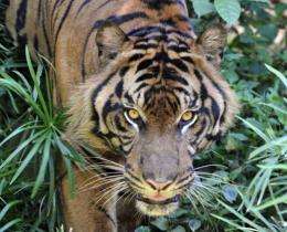 A captive Sumatran tiger pictured at Jakarta's Ragunan Zoo