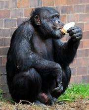 A Chimpanzee licks a popsicle as it cools down in the hot weather at a zoo in England in 2009