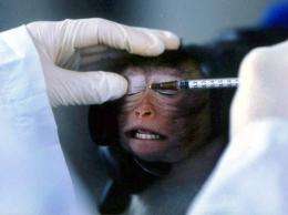 A Chinese researcher injects a monkey with an experimental solution