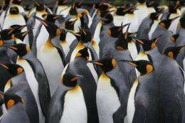A colony of king penguins huddle together