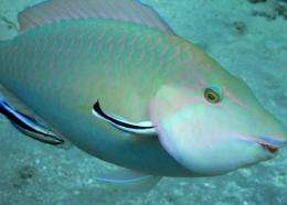 A couple of cleaner fish operate on a parrotfish