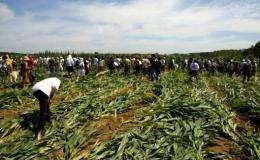 Activists rip out GM crops in a field in Menville