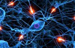 Activity of a Single Brain Cell Can Predict if We Spend or Save