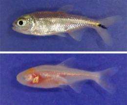 Adapting to darkness: How behavioral and genetic changes helped cavefish survive extreme environment