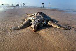A dead sea turtle is seen laying on a beach in May in Waveland, Mississippi