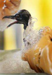 A distressed oil-soaked bird is cleaned at a wildlife rehabilitation facility in Buras, Louisiana