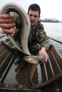 A fisherman catches eels