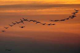 A flock of cranes pass over an area of wetland, a key habitat for many endangered bird populations