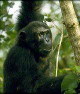 African nations commit to saving chimps