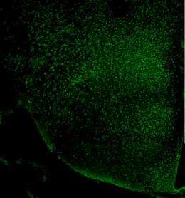 Aging and longevity tied to specific brain region in mice