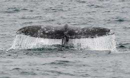 A gray whale dives off the coast of southern California near Long Beach, California