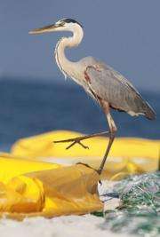 A great blue heron stands on an oil containment boom that is being used to protect the beach