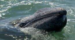 A grey whale calf emerges from the water at the San Ignacio Lagoon, Baja California Sur state, Mexico