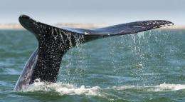 A grey whale's flukes