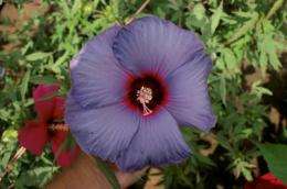 AgriLife research hibiscus breeder comes up with the blue