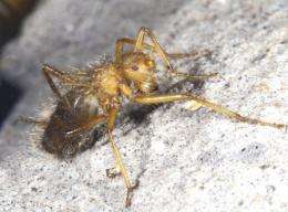 A handout image shows a specimen of Mormotomiya Hirsuta, also known as the "terrible hairy fly"