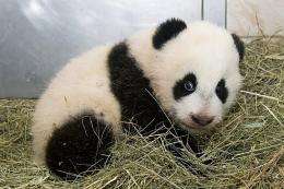 A Handout picture released Monday by the Zoo of Vienna shows a panda cub,  born on August at the zoo