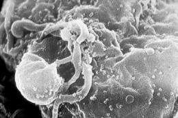 AIDS virus changes in semen make it different than in blood