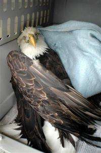 Alaska eagle survives plunge after mating dance (AP)