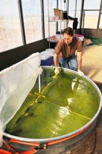 Algae for biofuels: Moving from promise to reality, but how fast?