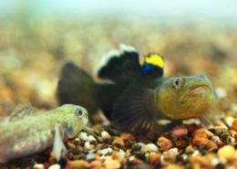 A love game: Fish courtship more complex than thought
