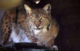A lynx is pictured at a zoo
