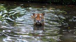A Malayan Tiger takes a dip at the National Zoo in Kuala Lumpur