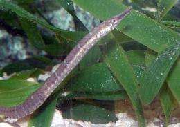 A male Gulf pipefish rests in a tank at Texas A&M University