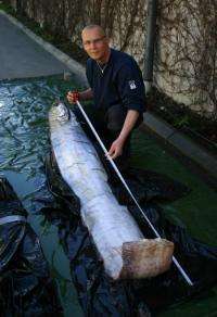 A man measures the rare specimen of a species known as the 'King of Herrings' or Giant Oarfish