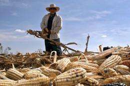 A Mexican farmer works at his plot of corn in Puebla state, Mexico, in 2007