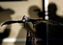 A  mockup of a pterosaur